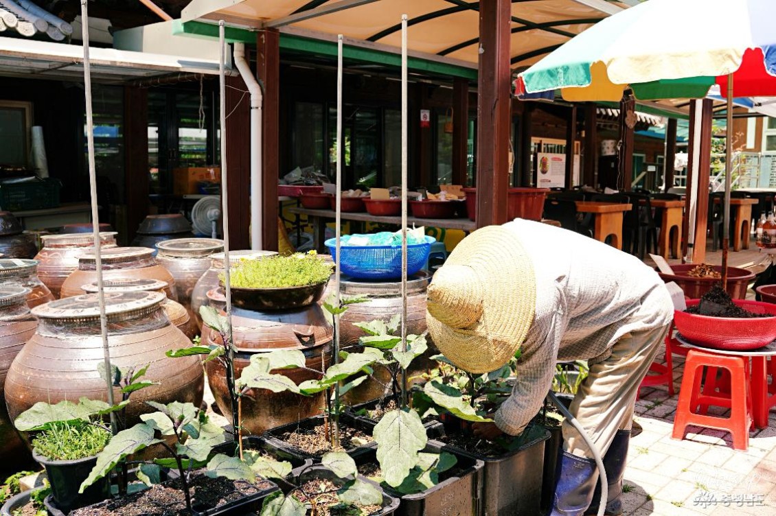 Exploring Local Flavors at Chulgapsan Restaurant in Cheongyang_03