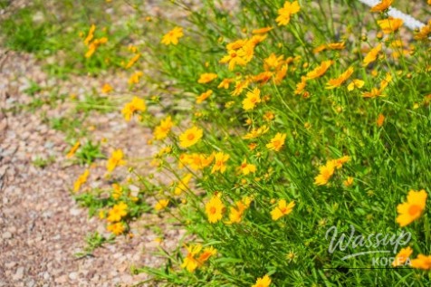 A Serene Floral Retreat in Gyeongbuk_06
