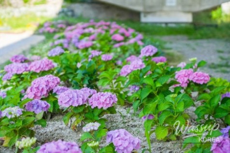 A Serene Floral Retreat in Gyeongbuk_03