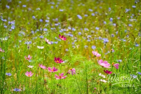 A Serene Floral Retreat in Gyeongbuk_14