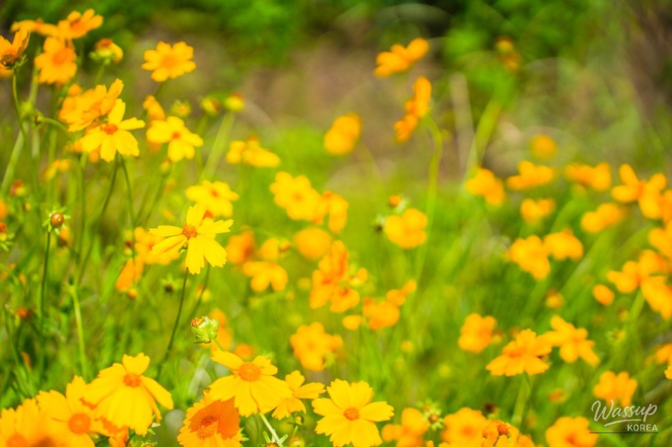 A Serene Floral Retreat in Gyeongbuk_07