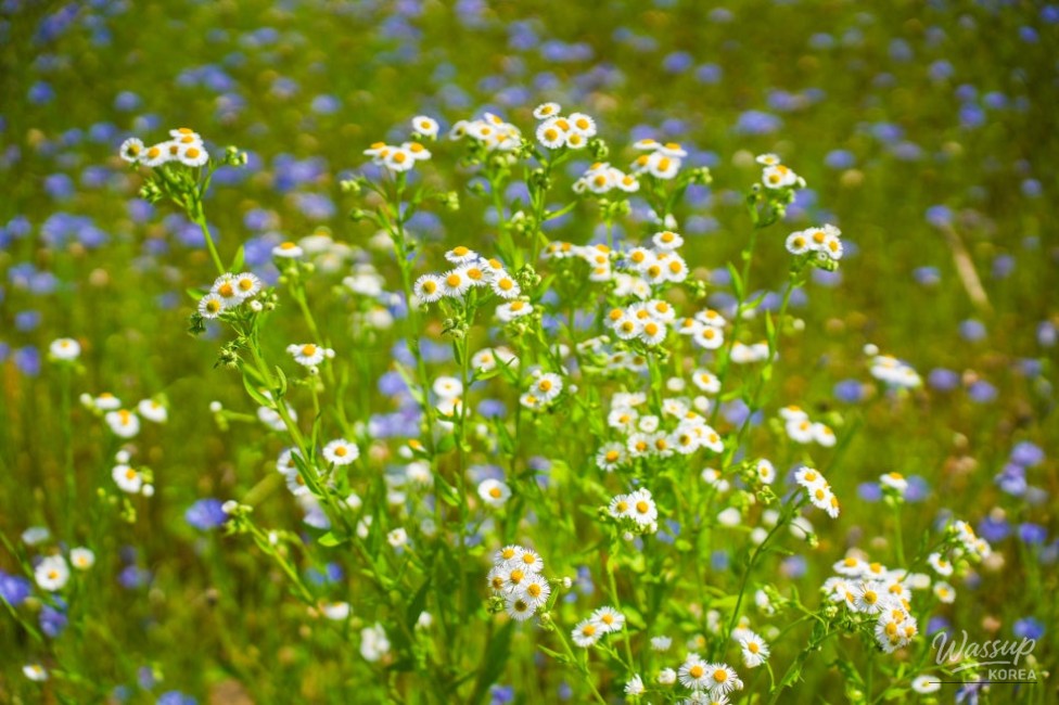 A Serene Floral Retreat in Gyeongbuk_21