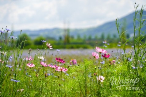A Serene Floral Retreat in Gyeongbuk_15