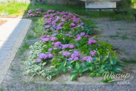 A Serene Floral Retreat in Gyeongbuk_02