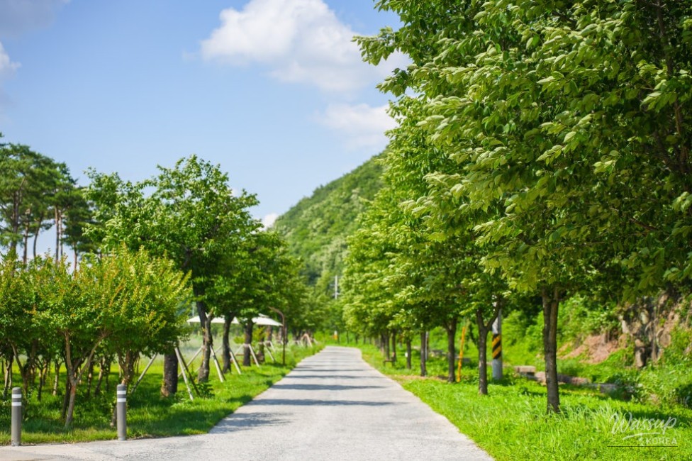 A Serene Floral Retreat in Gyeongbuk_13