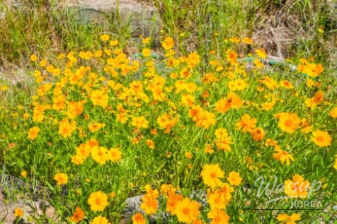 A Serene Floral Retreat in Gyeongbuk_05