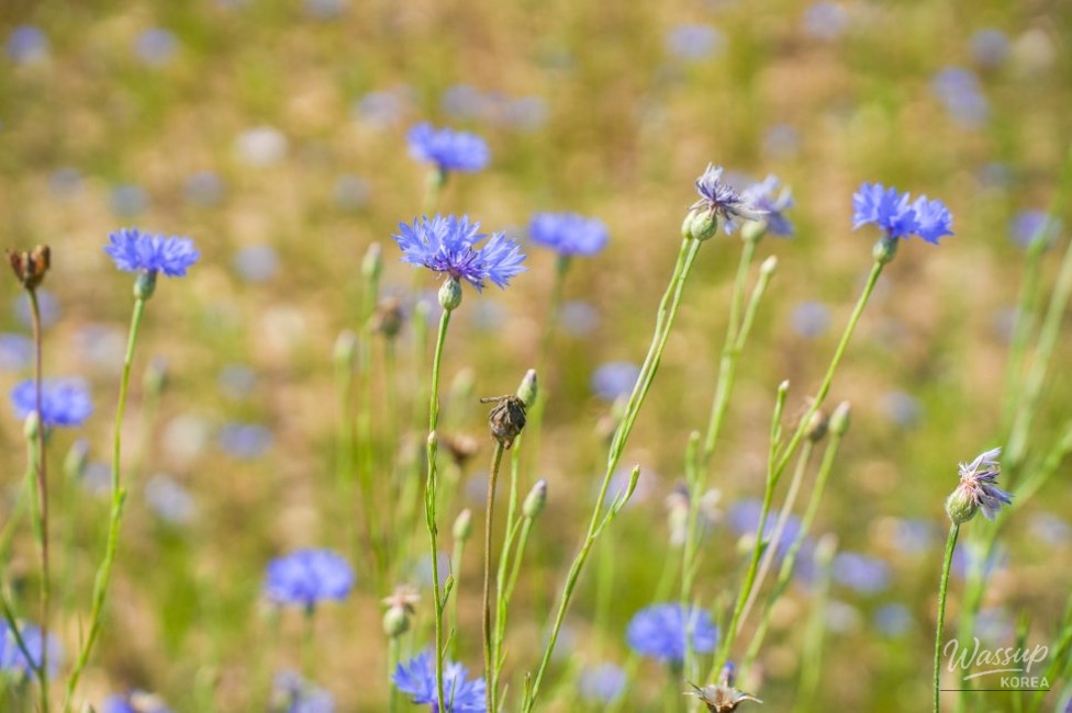 A Serene Floral Retreat in Gyeongbuk_11