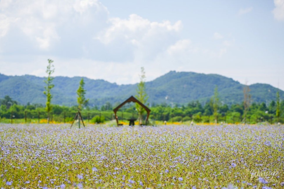 A Serene Floral Retreat in Gyeongbuk_10