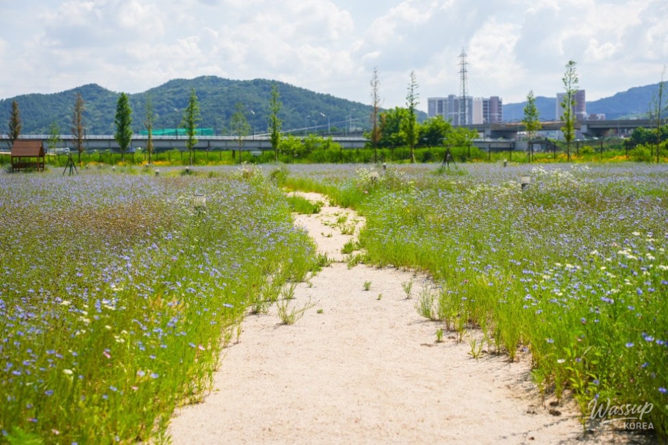 A Serene Floral Retreat in Gyeongbuk_16