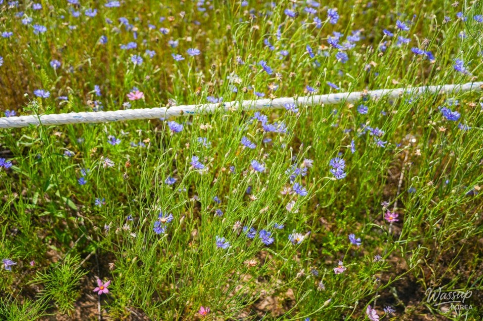 A Serene Floral Retreat in Gyeongbuk_12