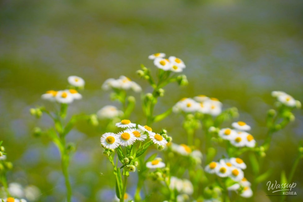 A Serene Floral Retreat in Gyeongbuk_22