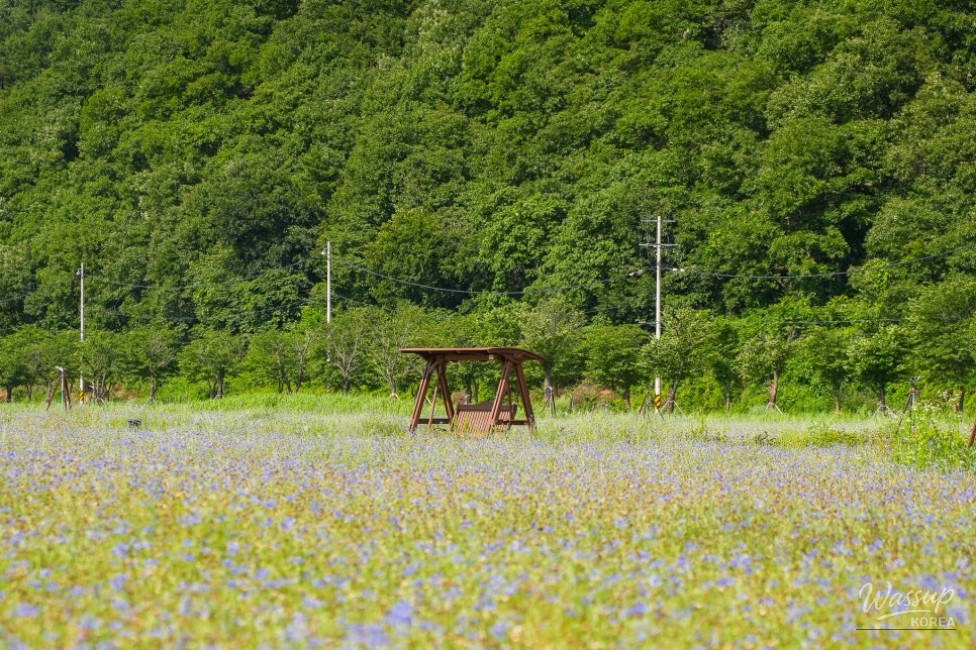 A Serene Floral Retreat in Gyeongbuk_19