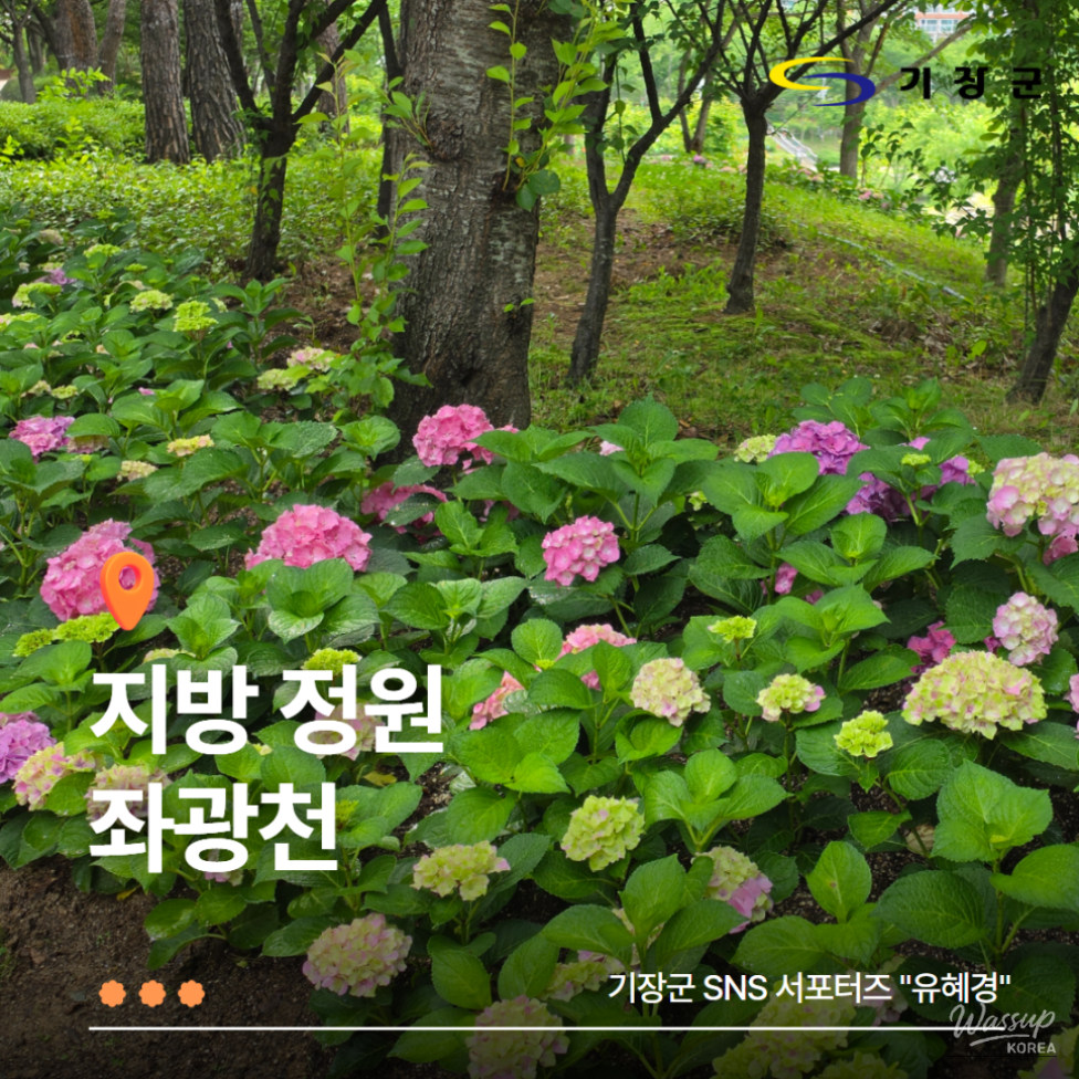 Exploring Jwawangcheon: A Seasonal Flower Haven in Gijang-gun_01