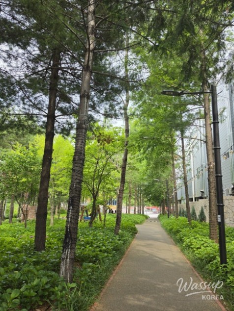 Exploring Jwawangcheon: A Seasonal Flower Haven in Gijang-gun_03