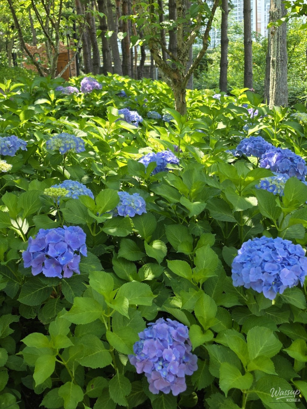Exploring Jwawangcheon: A Seasonal Flower Haven in Gijang-gun_02