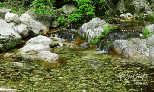 Discover the Beauty of Nature: Two Must-Visit Arboretums in Chungcheong_07