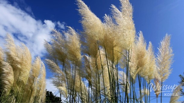 Discover the Beauty of Nature: Two Must-Visit Arboretums in Chungcheong_01