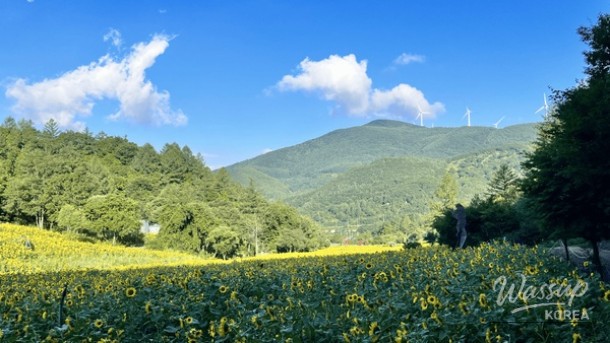 Escape to Taebaek: A Summer Festival in the Mountains_04