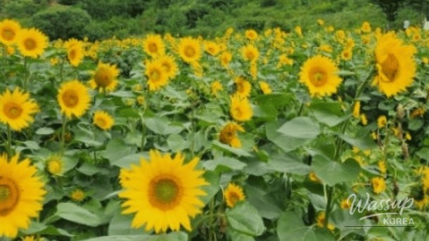 Escape to Taebaek: A Summer Festival in the Mountains_05