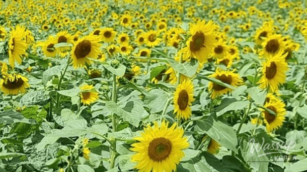 Escape to Taebaek: A Summer Festival in the Mountains_01