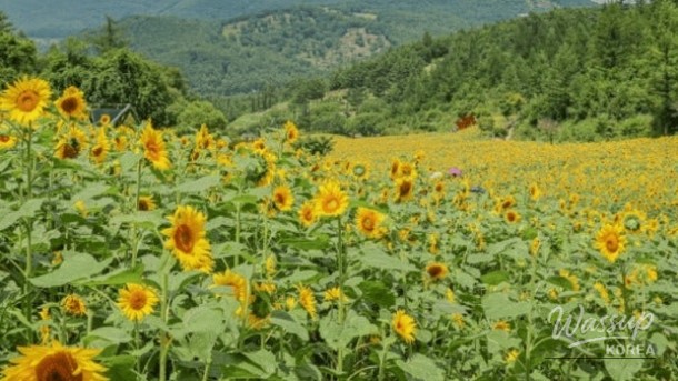 Escape to Taebaek: A Summer Festival in the Mountains_02
