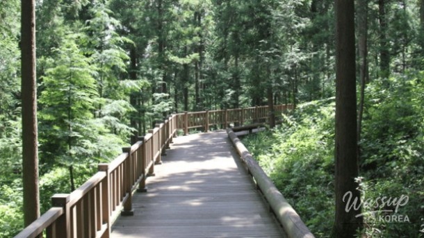 Discovering Jeamsan Natural Recreation Forest: A Hidden Gem for Nature Lovers_01