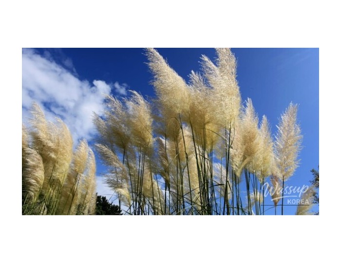 Discover the Beauty of Nature: Two Must-Visit Arboretums in Chungcheong float