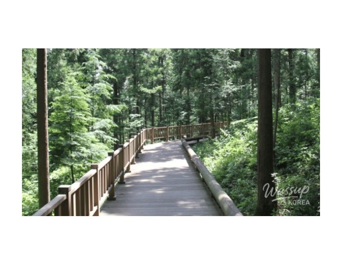 Discovering Jeamsan Natural Recreation Forest: A Hidden Gem for Nature Lovers float