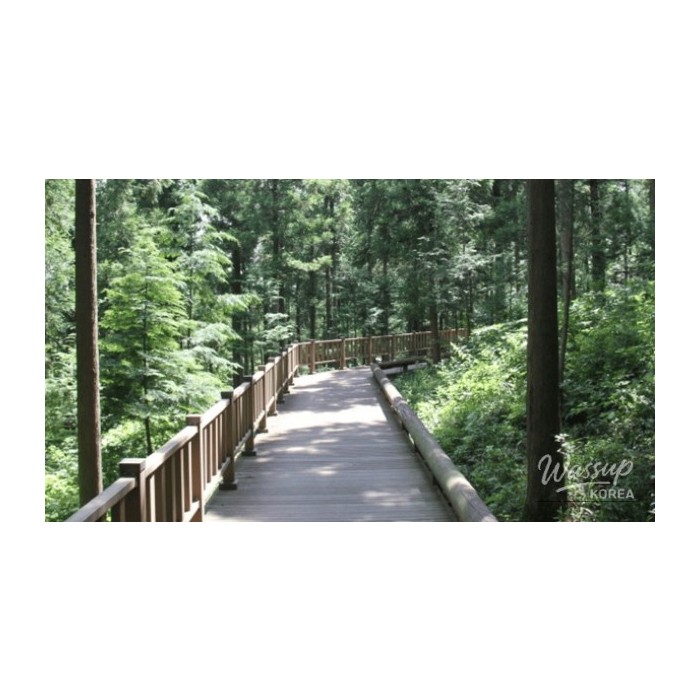 Discovering Jeamsan Natural Recreation Forest: A Hidden Gem for Nature Lovers4403