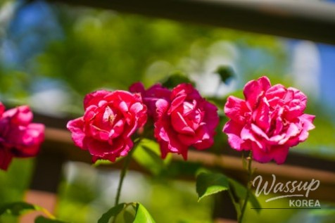 Exploring Gangdamal Park: A Serene Escape in Jincheon_20
