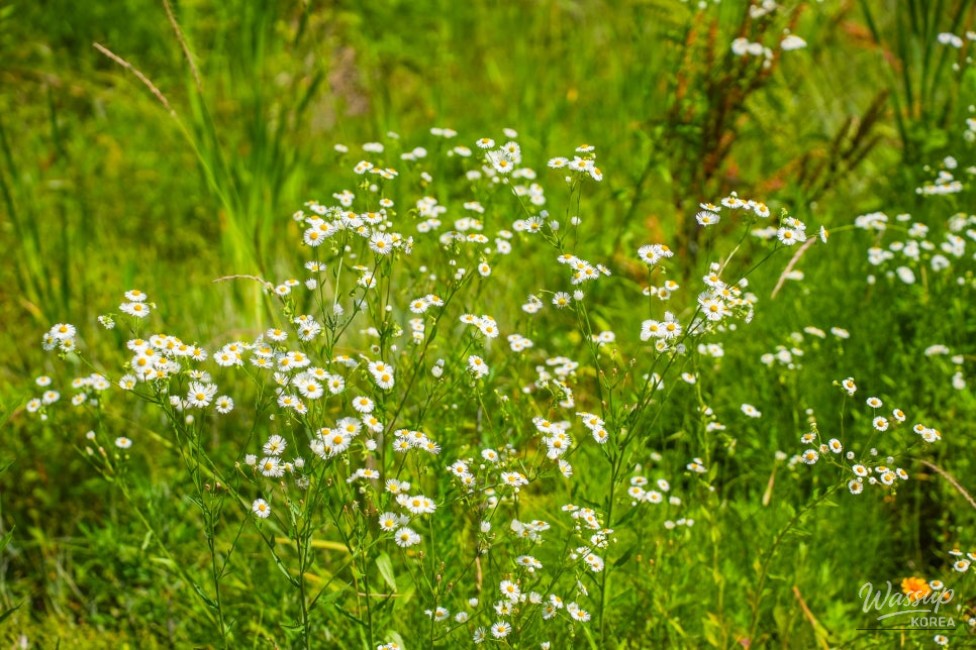 Exploring Gangdamal Park: A Serene Escape in Jincheon_17