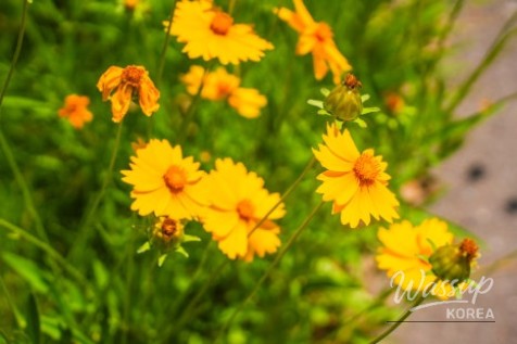 Exploring Gangdamal Park: A Serene Escape in Jincheon_13
