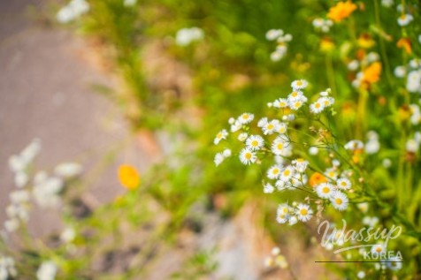 Exploring Gangdamal Park: A Serene Escape in Jincheon_15