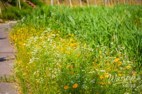 Exploring Gangdamal Park: A Serene Escape in Jincheon_14