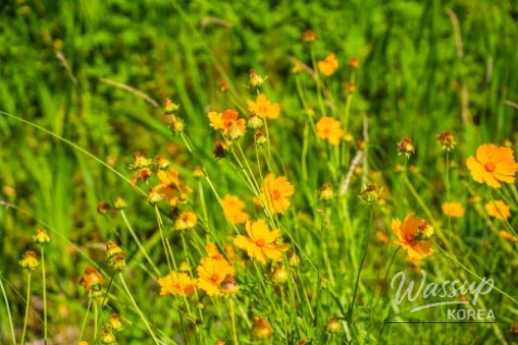 Exploring Gangdamal Park: A Serene Escape in Jincheon_16