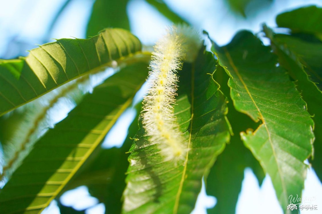 The Fragrance of Chestnut Blossoms in June_03