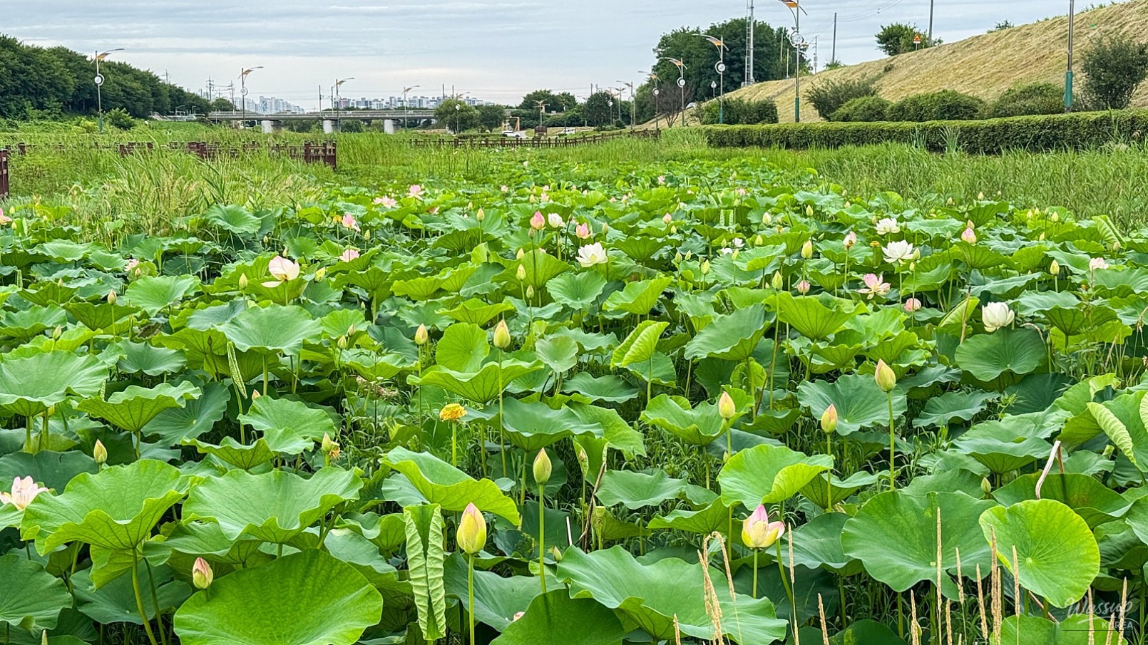 The Elegant Beauty of the Jochon Lotus Park This Summer_01