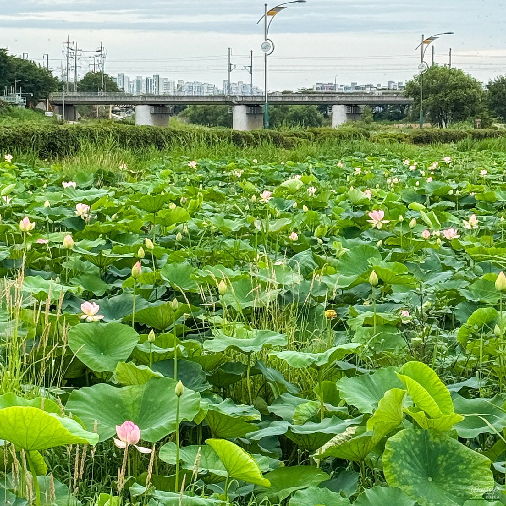 The Elegant Beauty of the Jochon Lotus Park This Summer_04