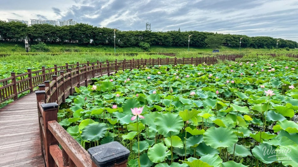 The Elegant Beauty of the Jochon Lotus Park This Summer_02