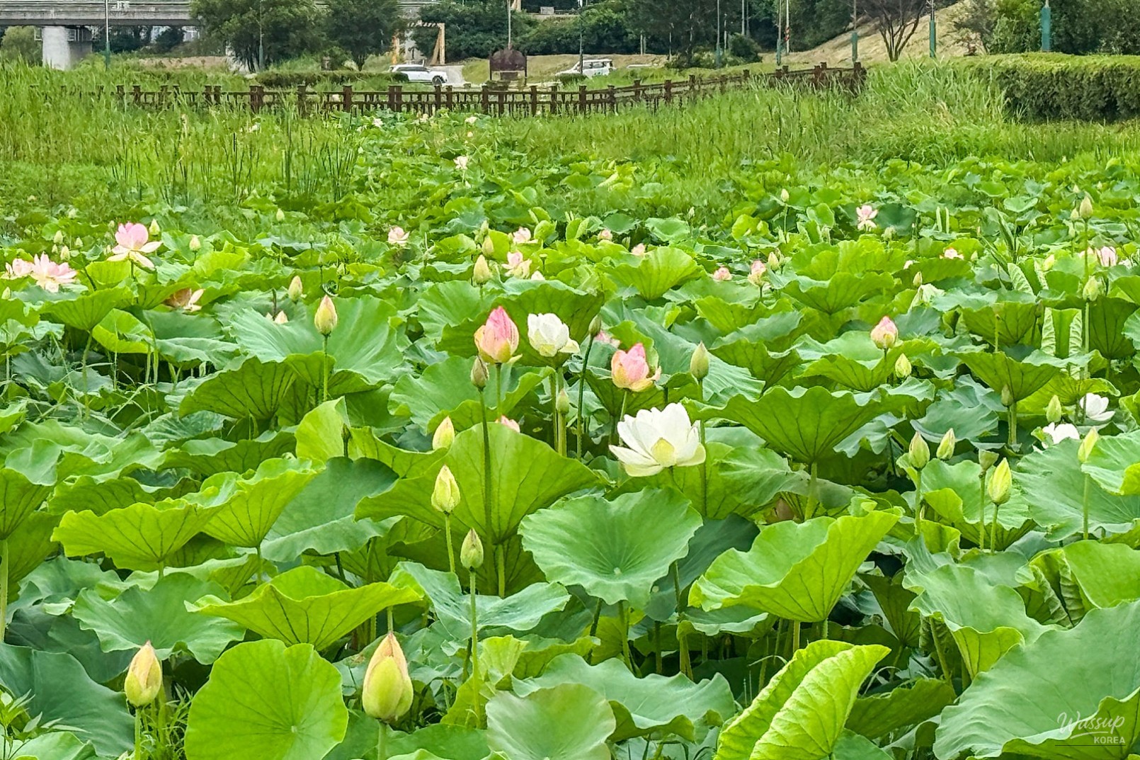 The Elegant Beauty of the Jochon Lotus Park This Summer_03