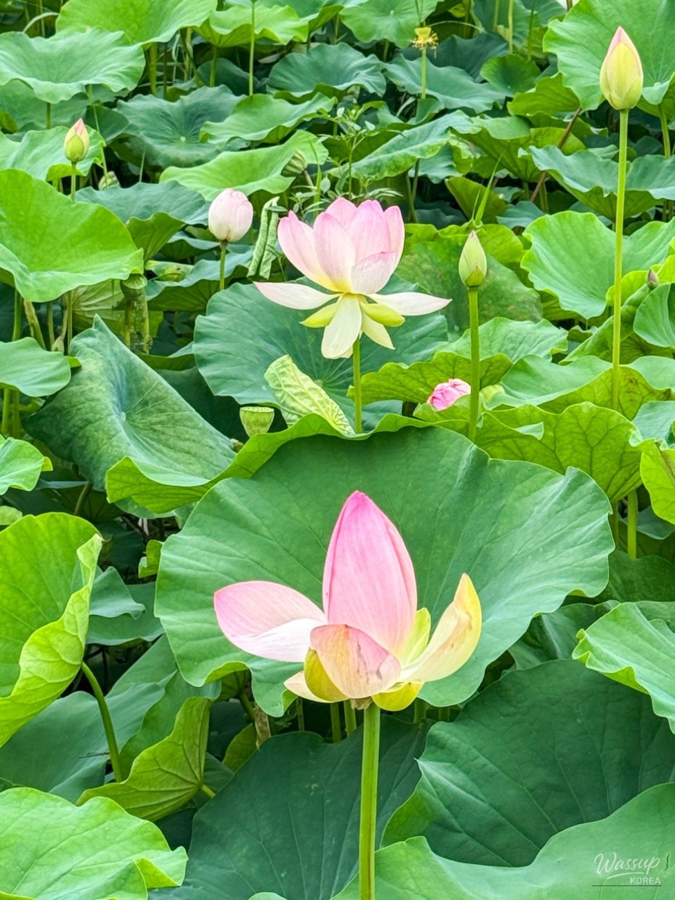 The Elegant Beauty of the Jochon Lotus Park This Summer_05