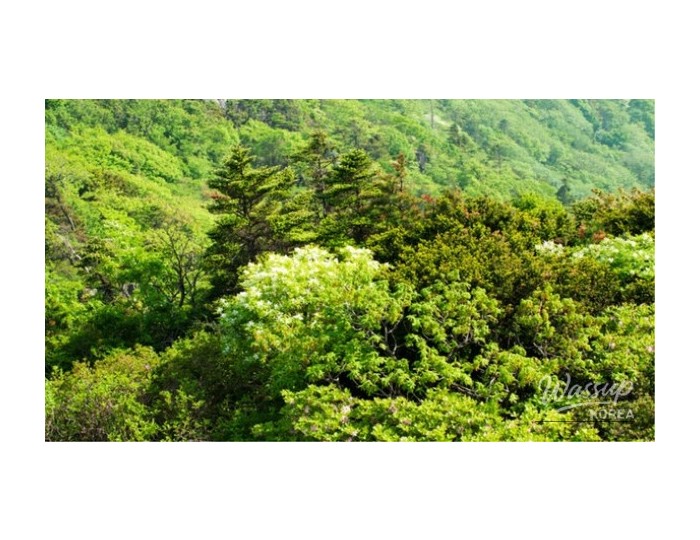 Explore the Refreshing Attractions of Muju, South Korea float