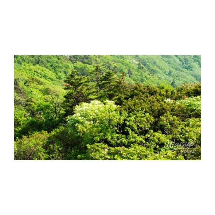 Explore the Refreshing Attractions of Muju, South Korea4412