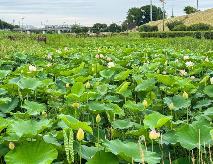 The Elegant Beauty of the Jochon Lotus Park This Summer float