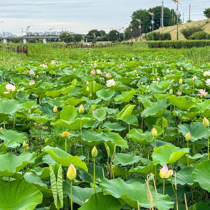 The Elegant Beauty of the Jochon Lotus Park This Summer431