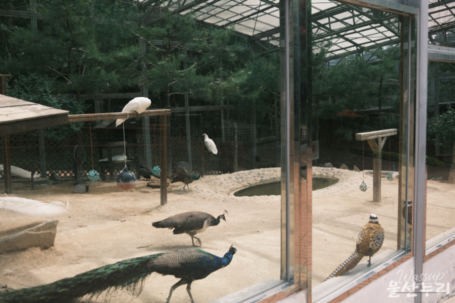 Exploring Ulsan Grand Park Zoo_07
