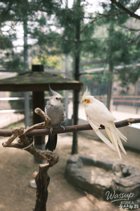 Exploring Ulsan Grand Park Zoo_11