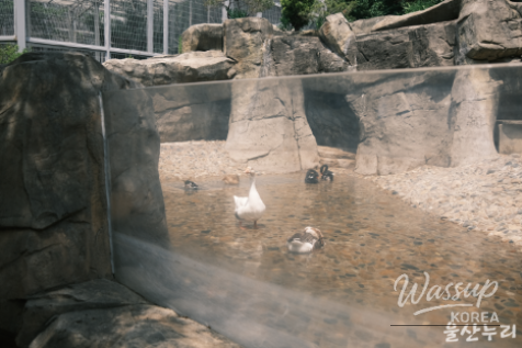 Exploring Ulsan Grand Park Zoo_05