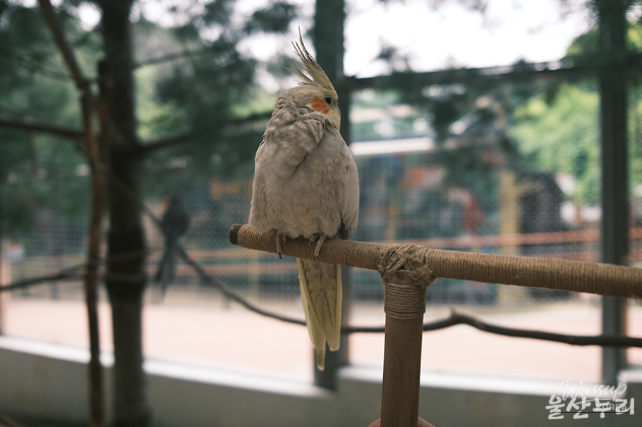 Exploring Ulsan Grand Park Zoo_10