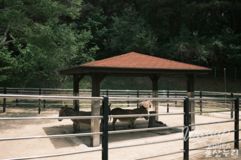 Exploring Ulsan Grand Park Zoo_17
